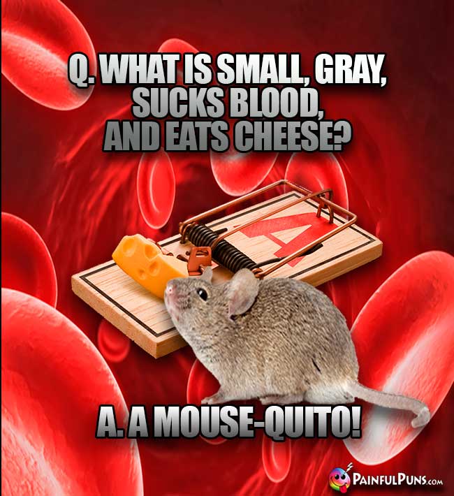 Q. What is small, gray, suck blood, and eats cheese? A. A Mouse-quito!
