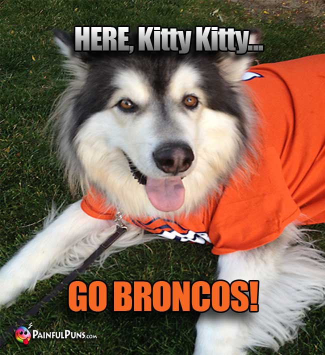 Denver's Biggest Dog Fan Says: Here Kitty Kitty... Go Broncos!