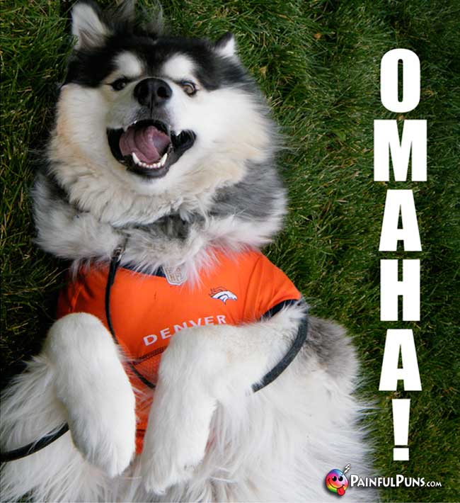 Smiling Denver broncos Dog Fan Says: Omaha!