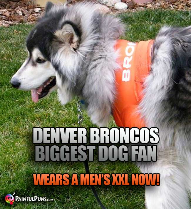 Denver Broncos Biggest Dog fan wears a men's XXL now!