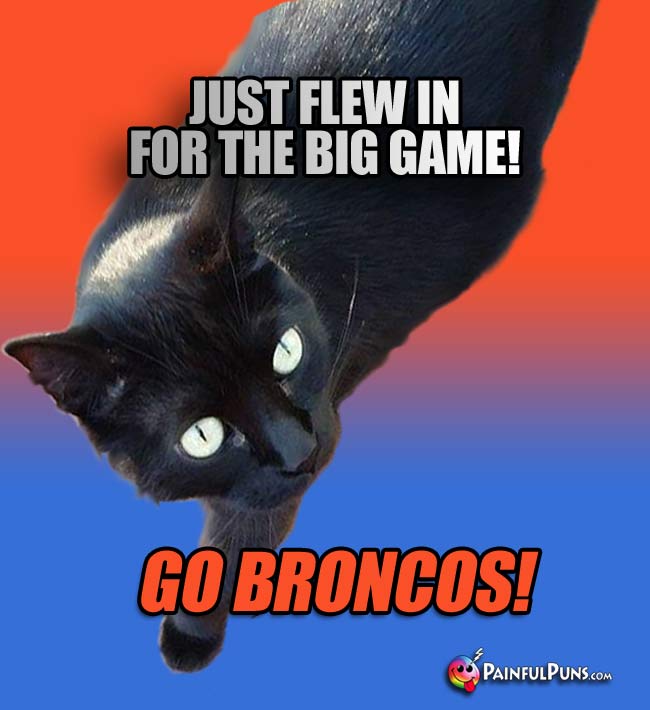 Black cat says: Just flew in for the big game! Go roncos1