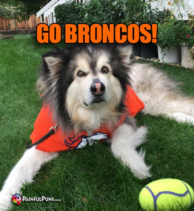 Big Dog Fan Says: Go Broncos!