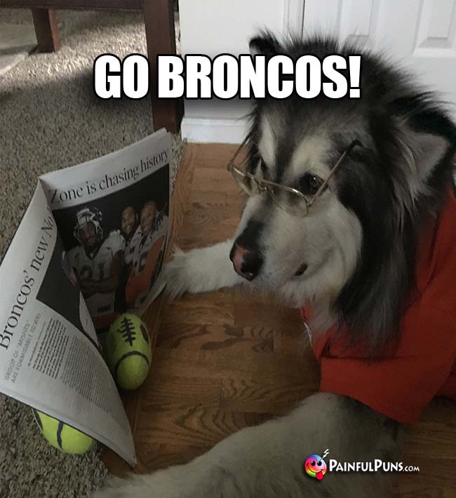 Dog Reading Football News Says: Go Broncos!