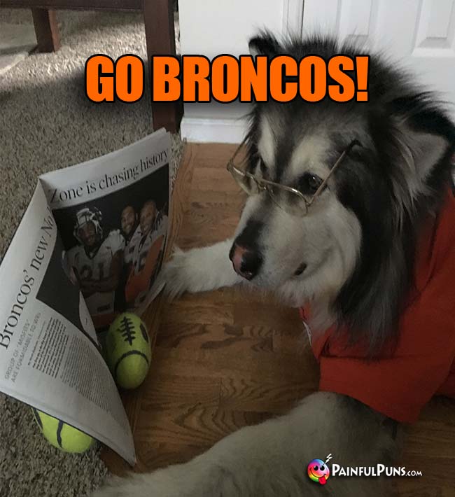 Dog Reading denver Sports ews Says: Go Broncos!