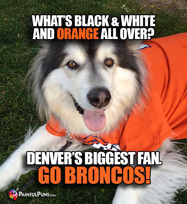 Q. What's black and white and orange all over? a. Denver's Biggest Fan. Go Broncos!