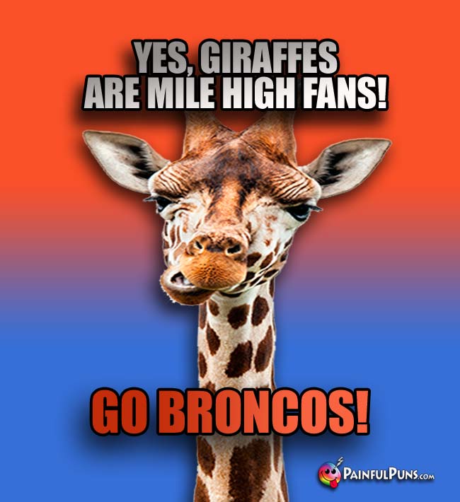 Yes, giraffes are ile High fans! Go Broncos!