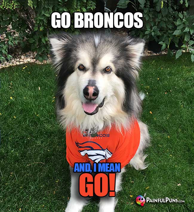 Denver's Biggest Dog Fan Says: Go Broncos. And I Mean GO!