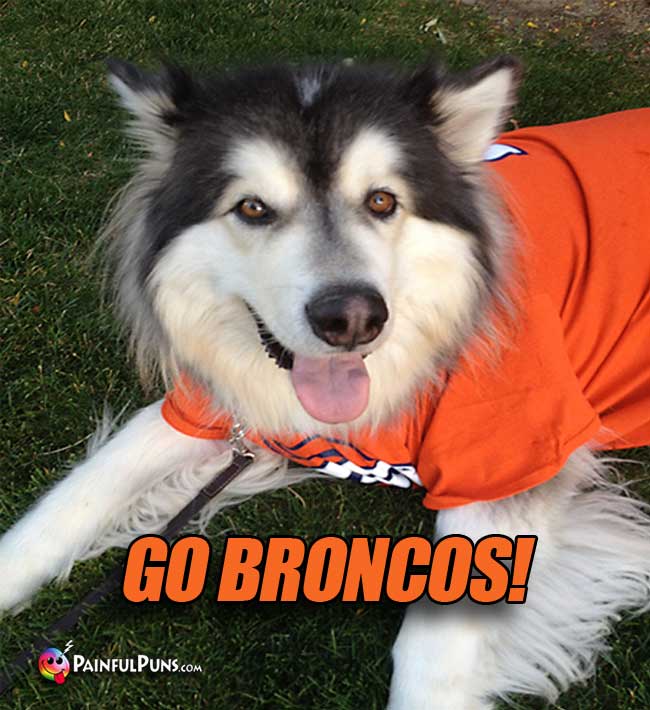 Smiling Malamute Dog Fans Says: Go Broncos!