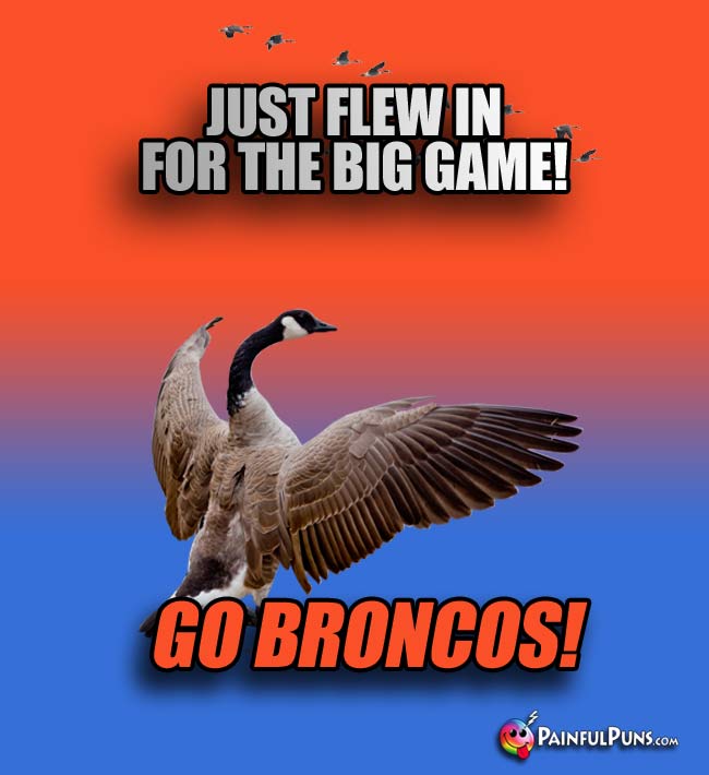 Canada Goose Says: Just flew in for the big game! Go Broncos!