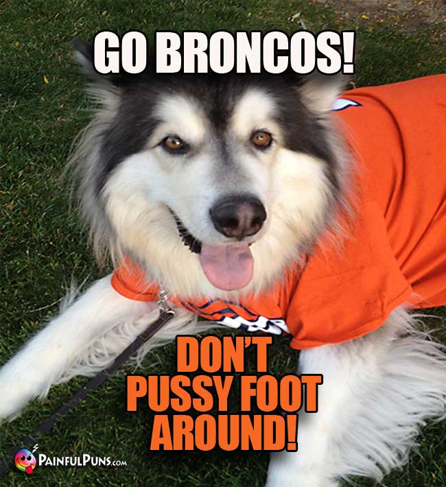 Denver dog fan says: Go Broncos! Don't pussy foot around!