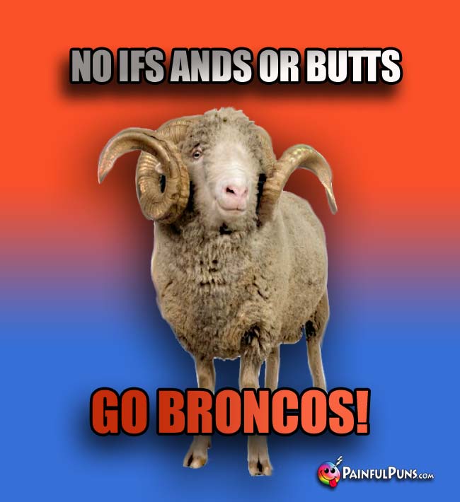 Rocky Mountain Bighorn sheep says: No ifs ands or butts. Go Broncos!