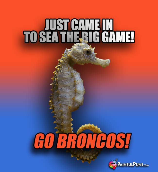 Seahorse says: Just came in to sea the big game! Go Broncos!