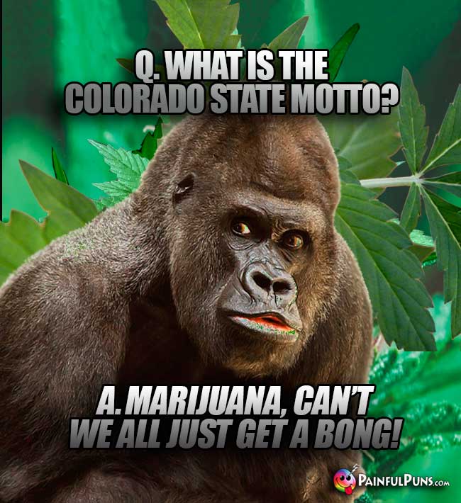 Q. What is the Colorado state motto? A. Marijuana, can't we all just get a bong!