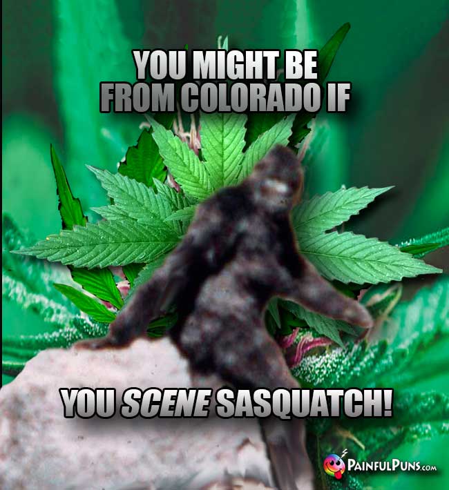 You might be from Colorado if you scene Sasquatch!