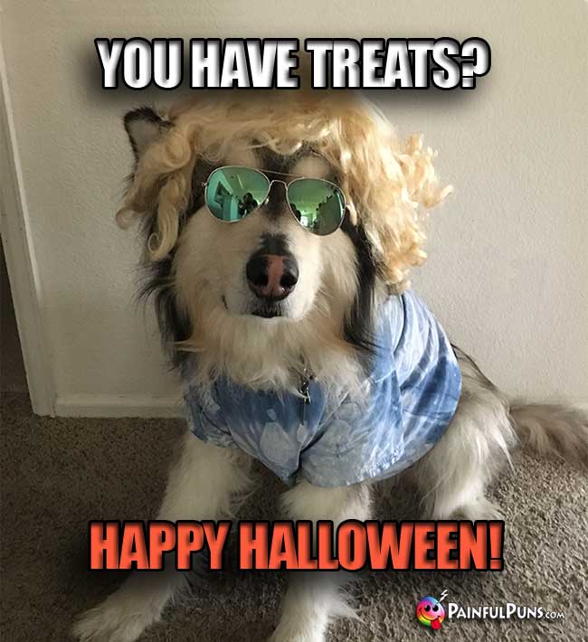 Dog Wearing Blondee Wig and Sunglasses Asks: You Have Treats? Happy Halloween!