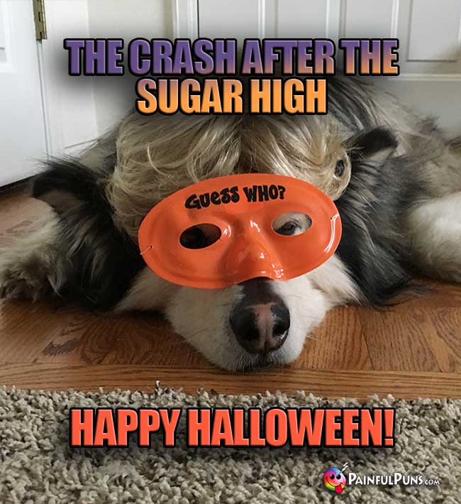 Tired Dog: The Crash After The Sugar High. Happy Halloween!