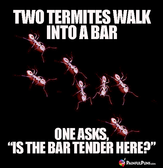 Two termites walk into a bar. One asks, "Is the bar tender here?"