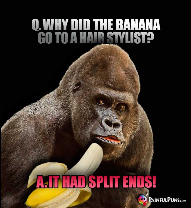 Gorilla asks: Why did the banana go to a hair stylist? A. It had split ends!