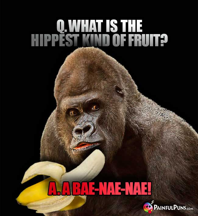 Gorilla asks: What is the hippest kind of fruit? A. A bae-nae-nae!