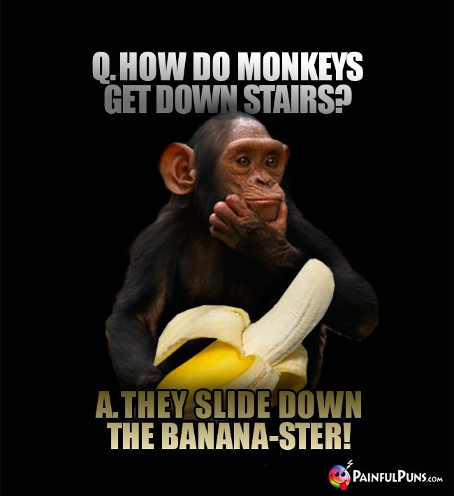 Q. How do monkeys et down stairs? A. They slidw down the banana-ster!