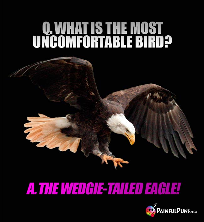 Q. What is the most uncomfortable bird? a. The Wedgie-Tailed Eagle!
