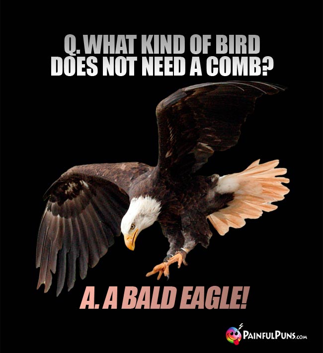 Q.. What kind of bird does not need a comb? A. A bald eagle!
