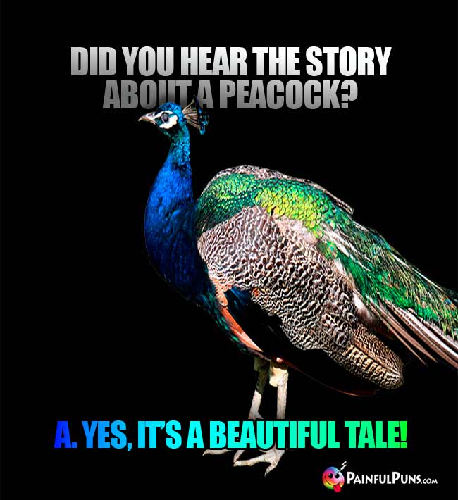 Did you hear the story about a peacock? Yes, it's a beautiful tale!