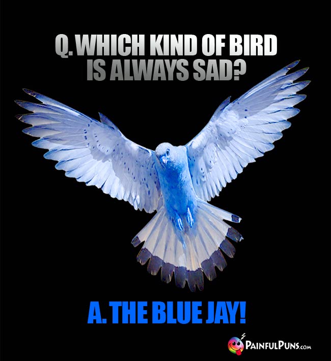 Q. Which kind of bird is always sad? A. the Blue Jay!
