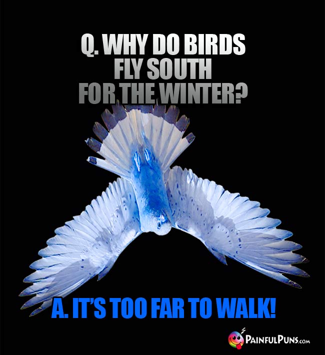 Q. Why do birds fly south for the winter? A. It's too far to walk!