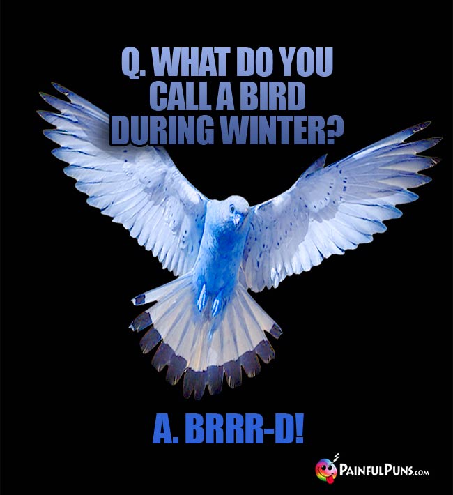 Q. What do you call a bird during winter? a. BRRR0D!