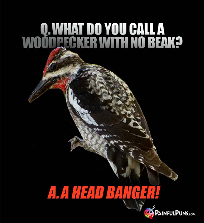 Q. What do you call a woodpecker with no beak? A. A head banger!