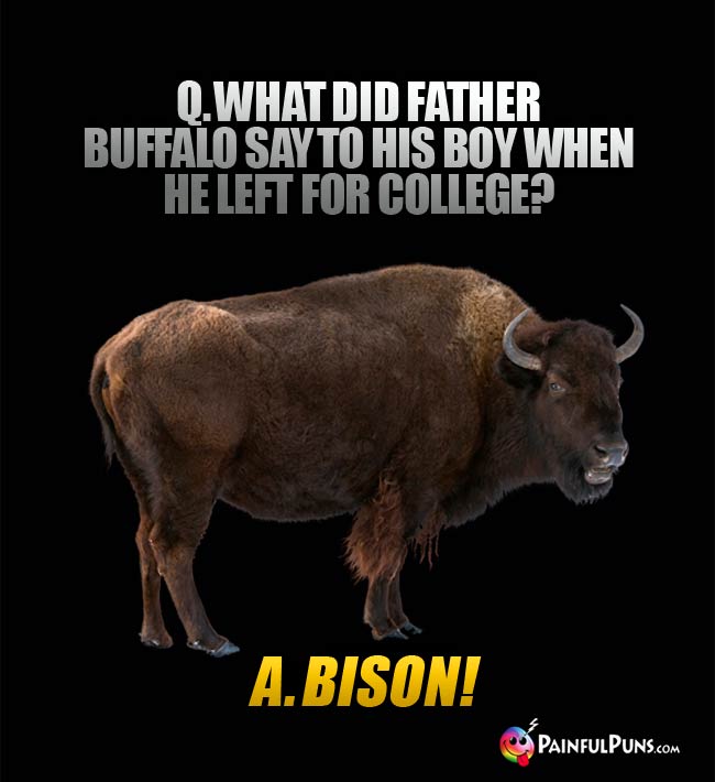 Q. What did Father Buffalo sy to his boy when he left for college? A. Bison!
