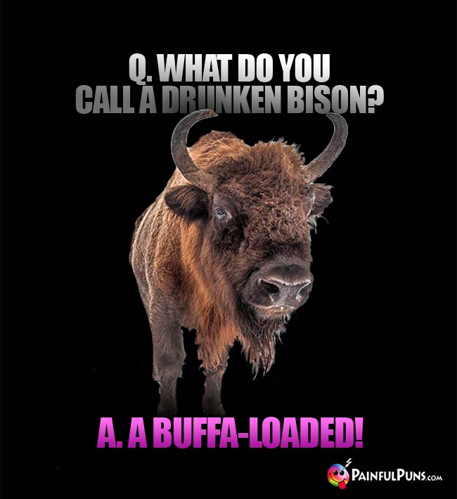 Q. What do you call a drunken bison? A. A buffa-loaded!