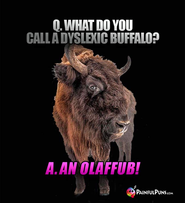 Q. What do you call a dyslexic buffalo? A. An Olaffb!