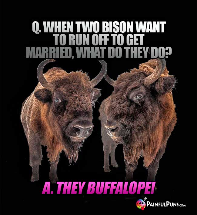 Q. When two bison want to run off to get married, what do they do? A They buffalope!