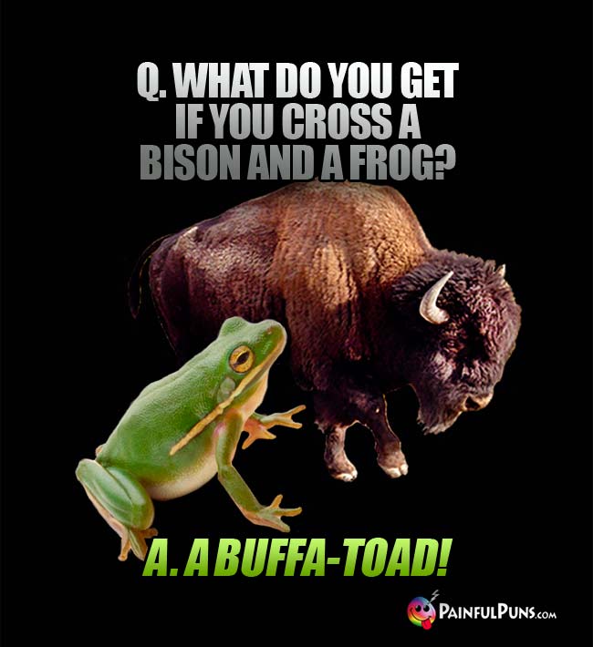 Q. What do you get if you cross a bison and a frog? A. A buffa-toad!