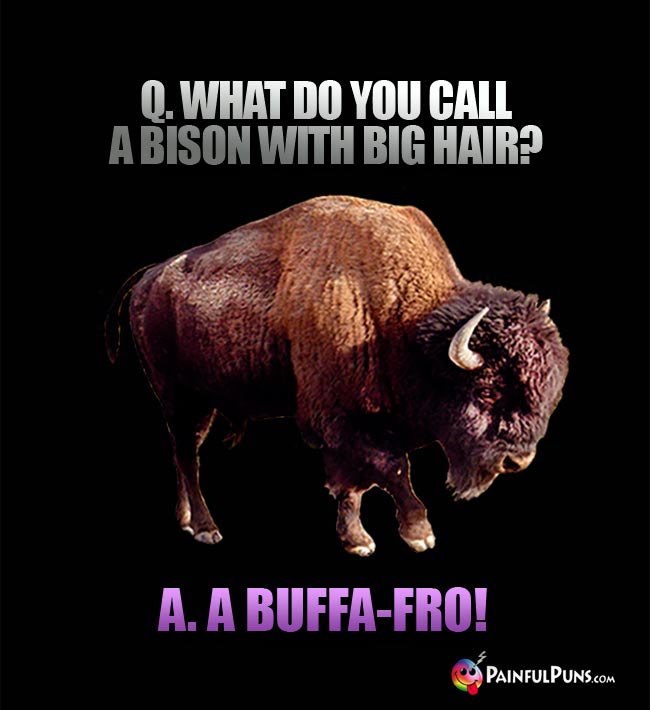 Q. What do you call a bison with big hair? A. A buffa-fro!