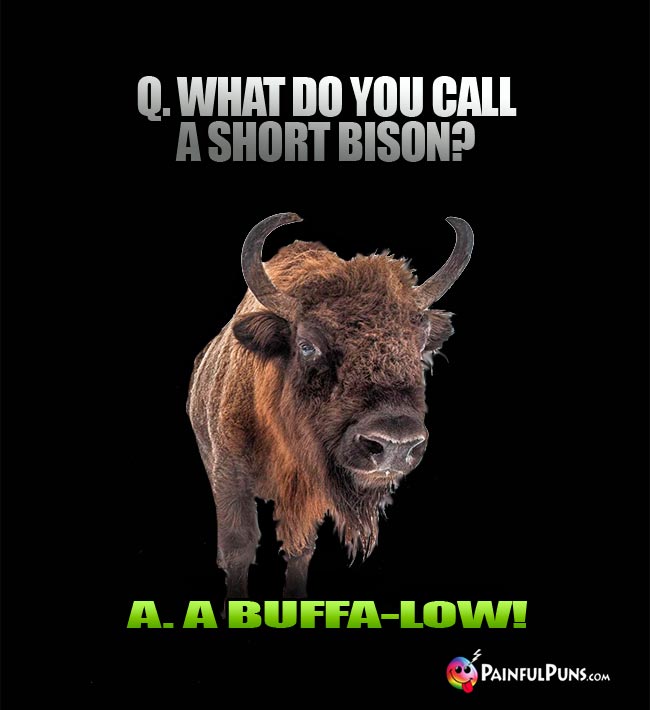 Q. What do you call a short bison A. A buffa-low!
