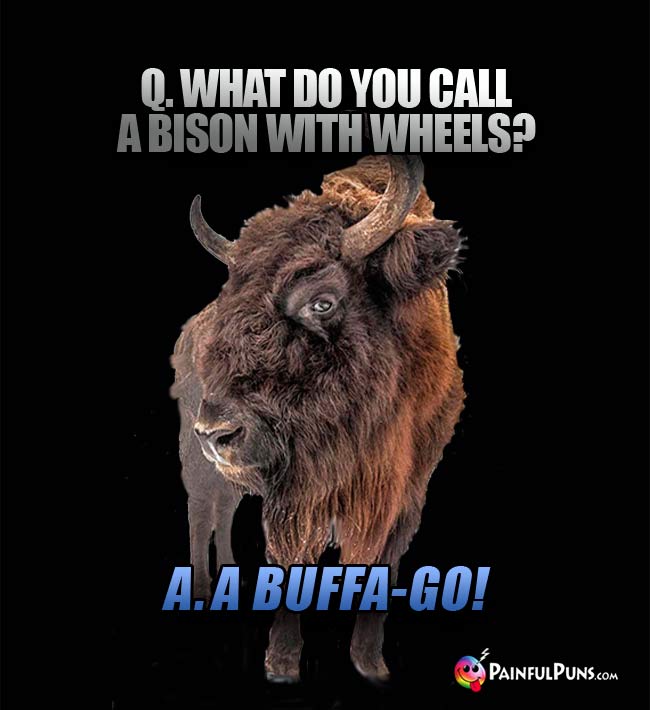 Q. What do you call a bison with wheels? A. A buffa-go!
