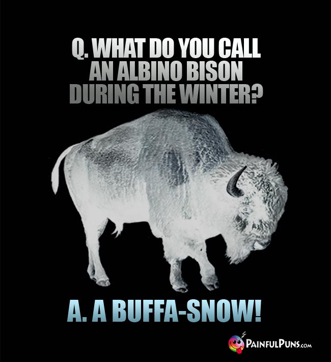 Q. What do you call an allbino bison during the winter? A. A buffa-snow!