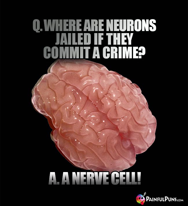 Q. Where are neurons jailed if they commit a crime? A. A nerve cell!