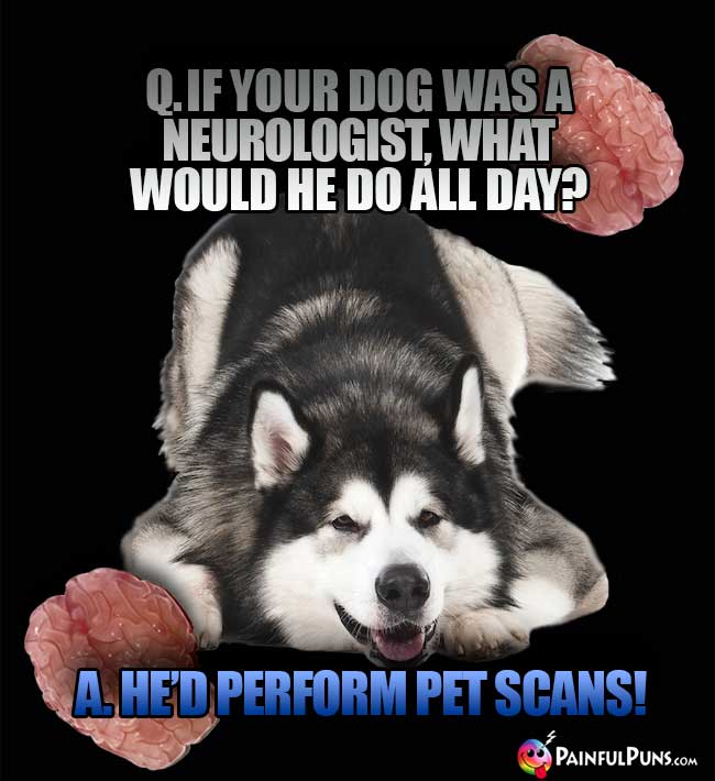 Q. If your dog was a neuroloist, what would he do all day? A. He'd perform pet scans!