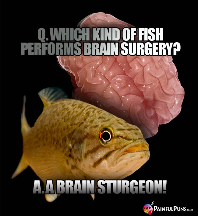 Q. Which kind of fish performs brain surgery? A. A brain sturgeon!