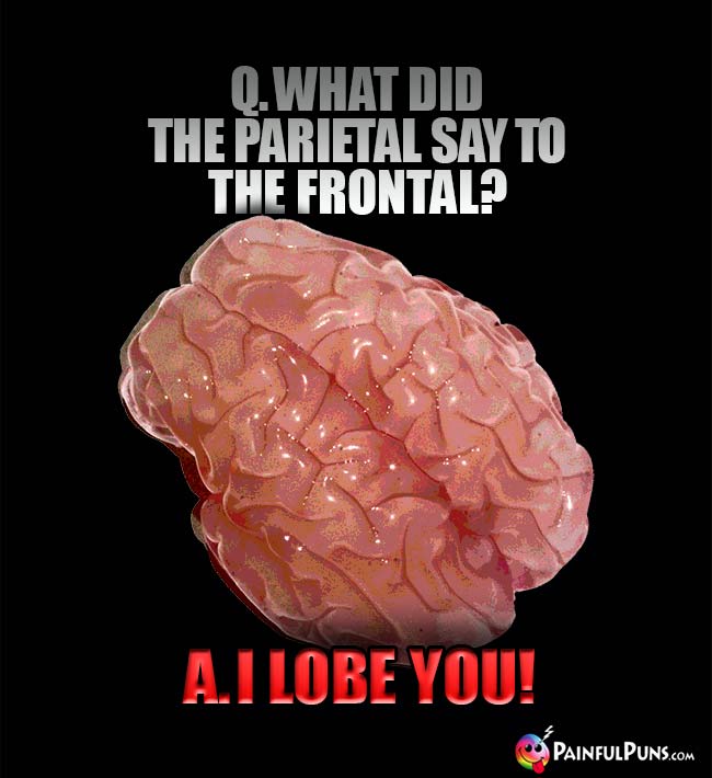 Q. What did the parietal say to the frontal? A. I lobe you!