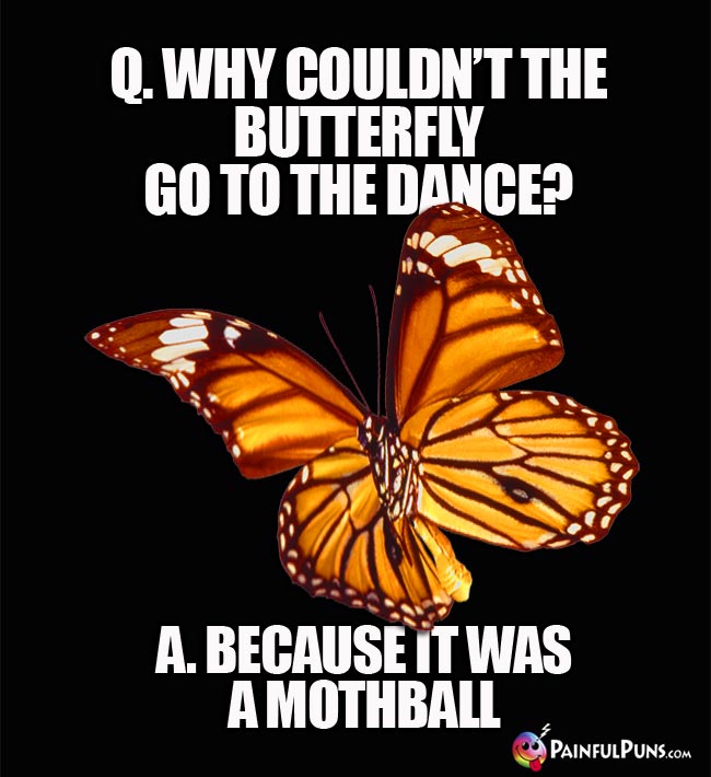Q. Why couldn't the butterfly go to the dance? a. Because it was a mothball.