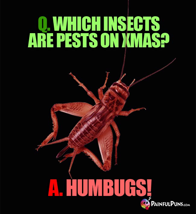 Q. Which insects are pests on Xmas? A. Humbugs!