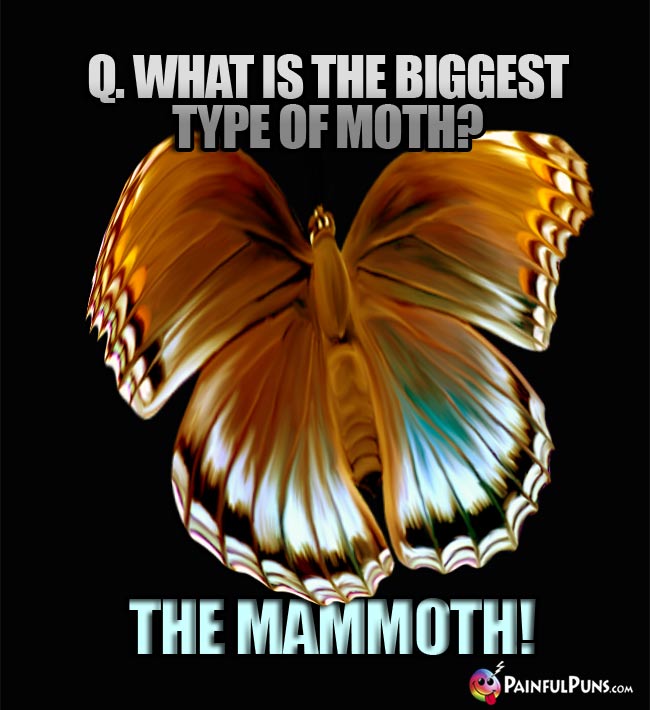 Q. what is the biggest type of moth? A. The Mammoth!