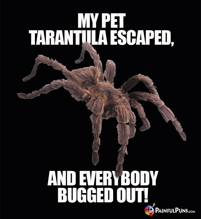 My pet tarantula escaped, and everybody bugged out!