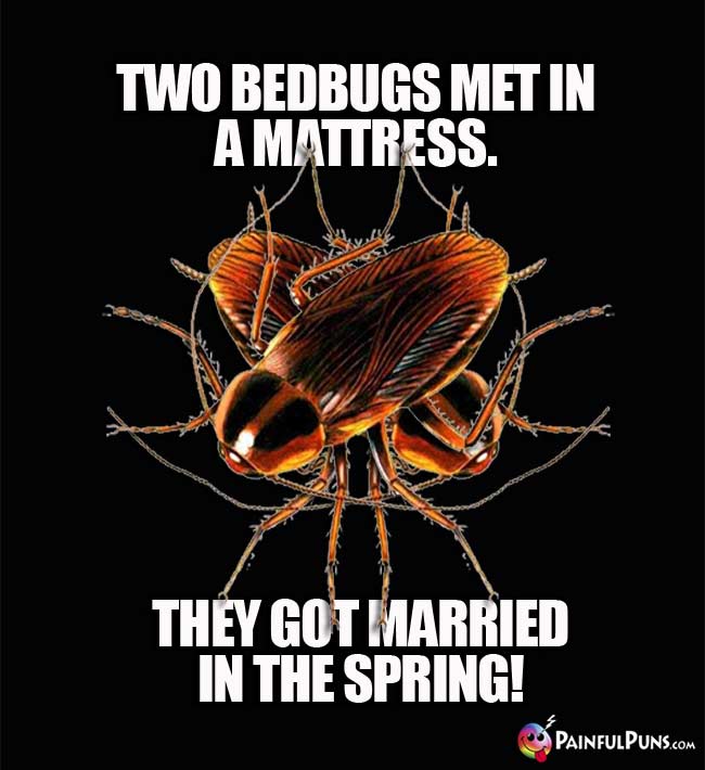 Two bedbugs met in a mattress. They got married in the spring!