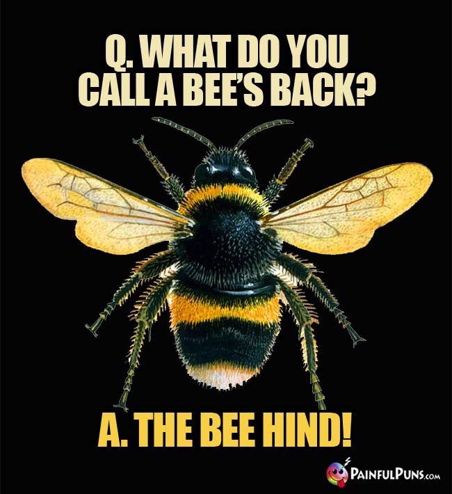Q. What do you call a bee's back? A. The bee hind!